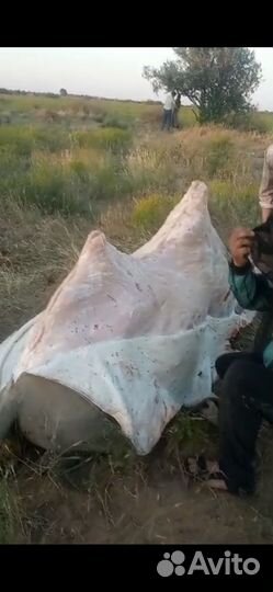 Шашлык стейки люля кебаб мясо вербдлюда