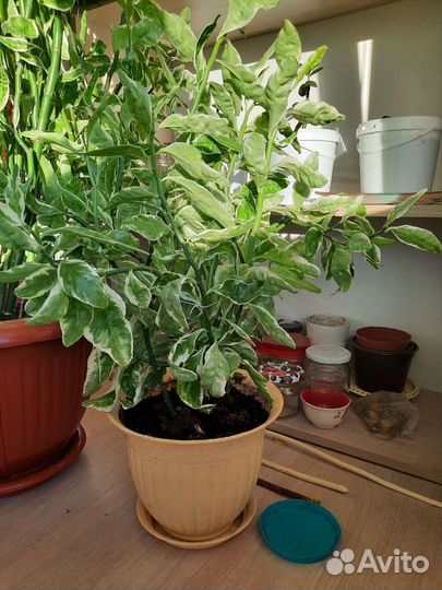 Педилантус и Традесканция,Антуриум