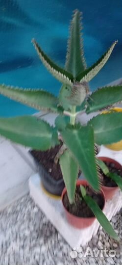 Продам цветы комнатные