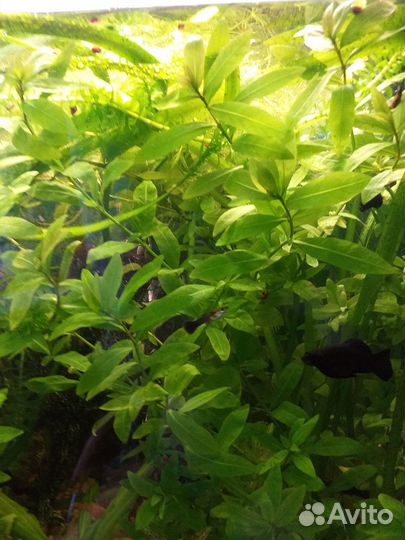 Аквариумные растения