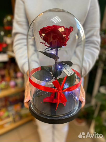 Самая большая вечная розы в колбе