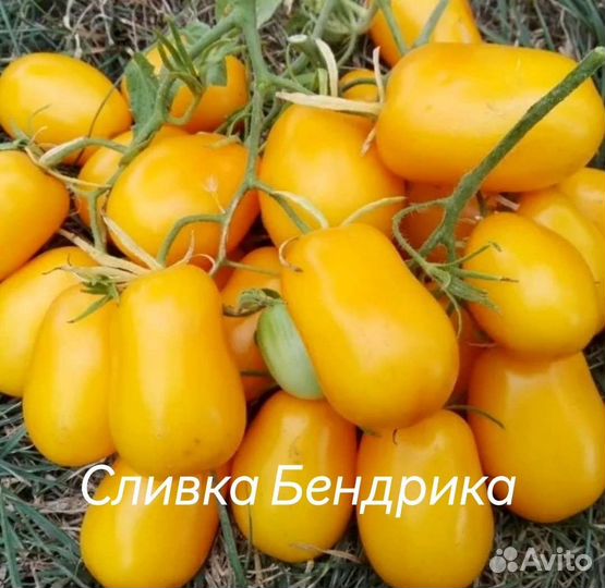 Семена помидор