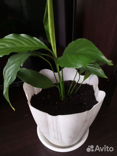 Спатифиллум