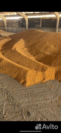 Кукуруза зерно