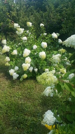 Участок 20 сот. (СНТ, ДНП)