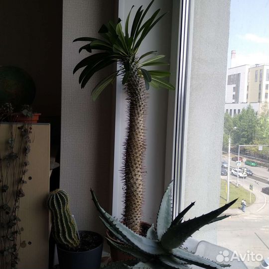 Пахиподиум