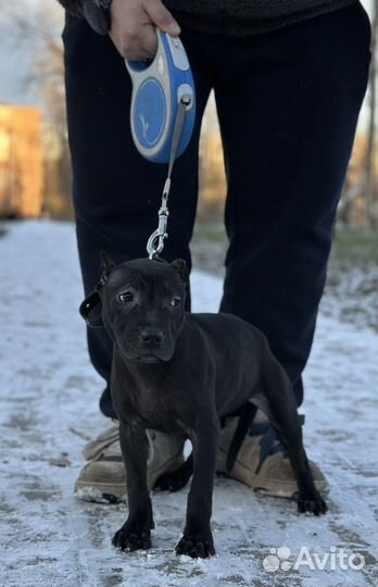 2 Девочки моноколор