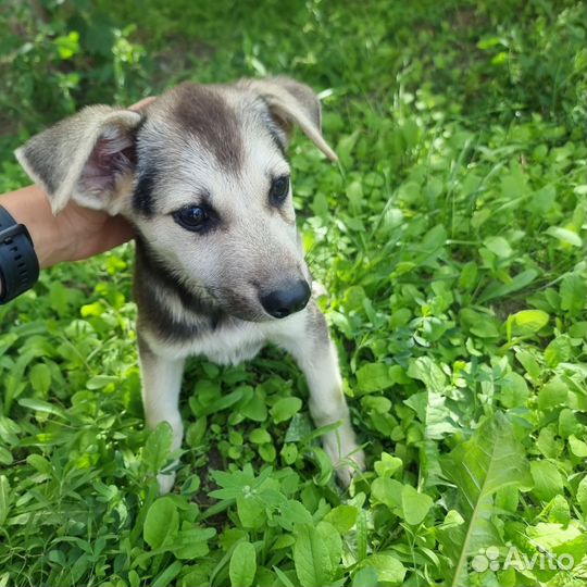 Щенок в добрые руки бесплатно