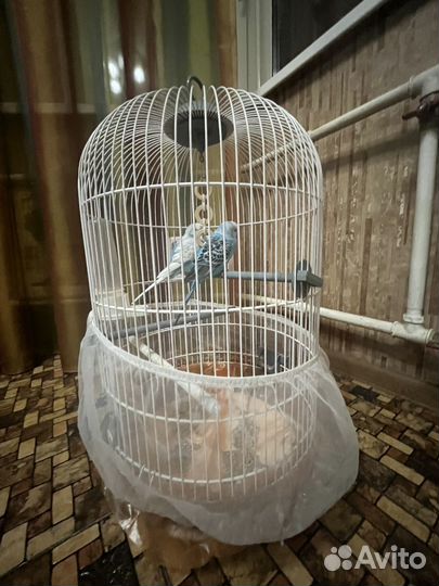 Волнистый попугай самка и самец