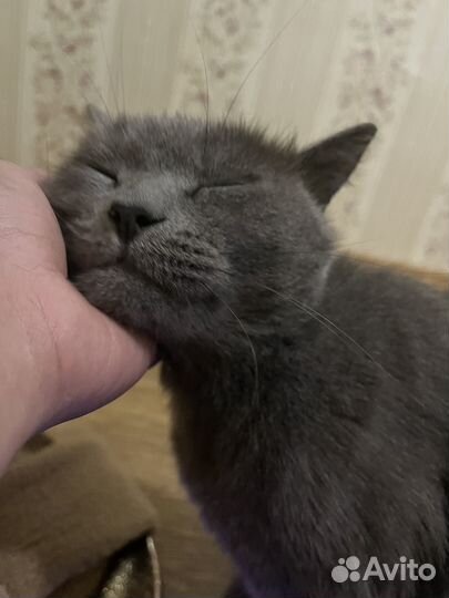 Домашняя передержка