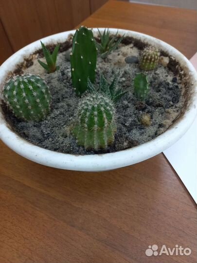 Флорариум (кактусы, суккуленты)