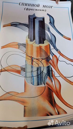 Плакаты пособие по биологии Человек