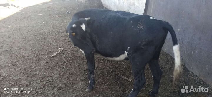 Корова высокоудойная