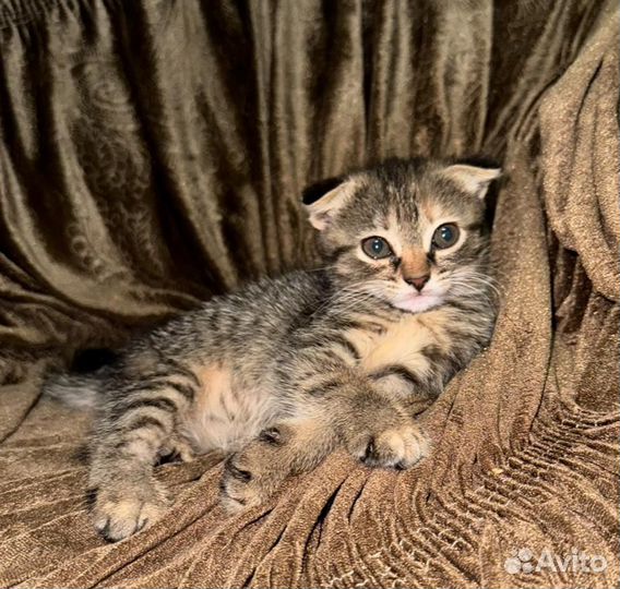 Бесплатно, Котята в добрые руки )