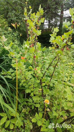 Куст крыжовника