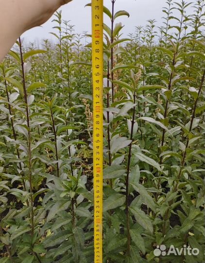 Живая изгородь бирючина