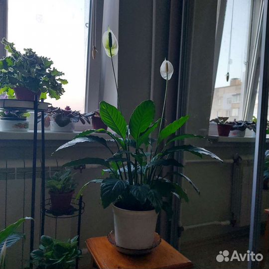 Комнатные цветы в горшках большие