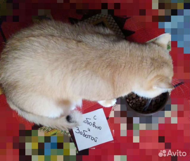 Кошки и грызуны передержка