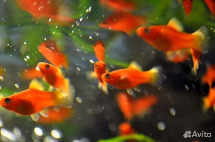 Рыбки разные