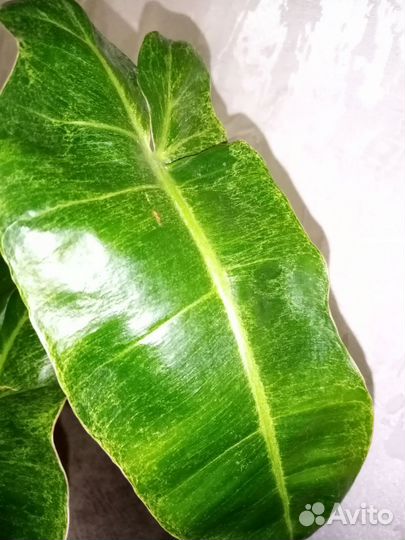 Филодендрон Биллитау мраморный