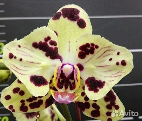 Орхидея фаленопсис