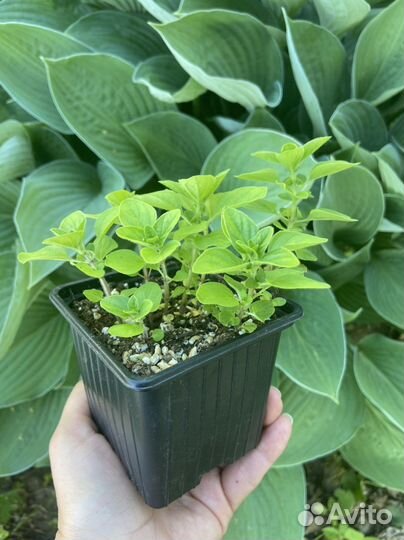 Мята Шоколад, Апельсиновая. набор пряных трав