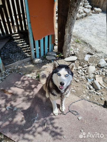Сибирский хаски
