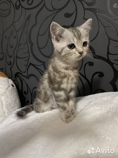 Шотландские котики