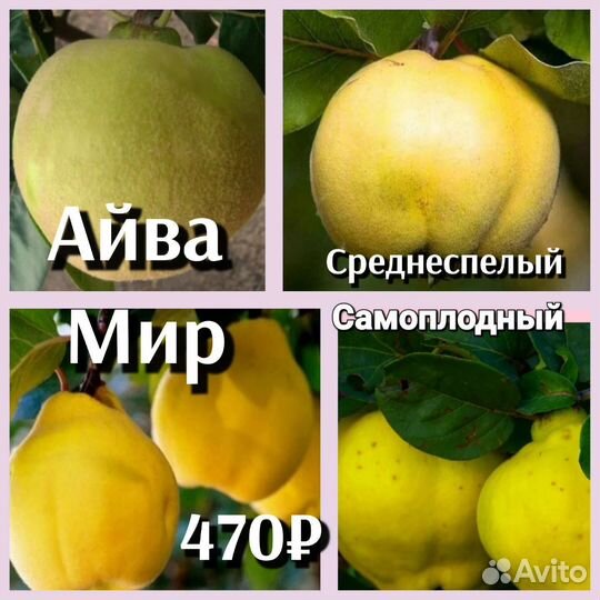 Айва саженцы