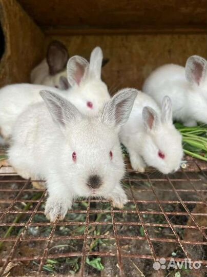 Калифорнийские кролики