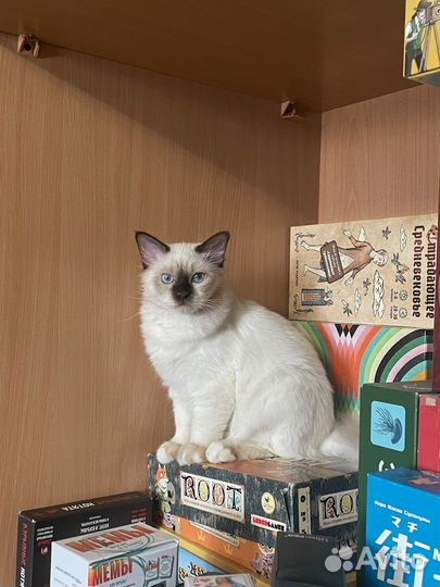 Передержка домашних животных