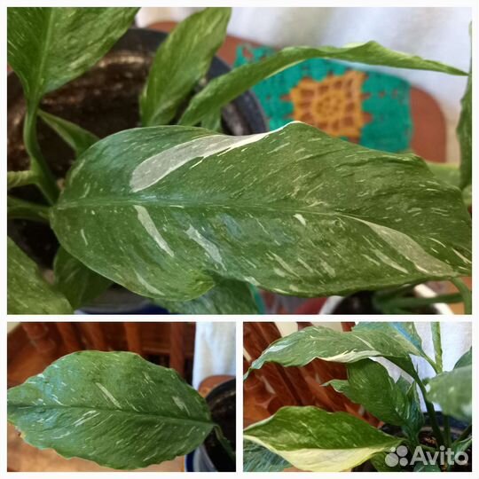 Спатифиллумы сортовые