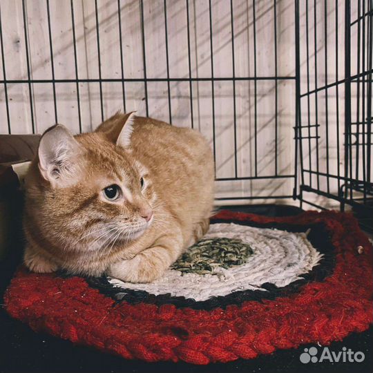 Кот
