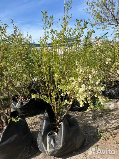 Саженцы голубики киви и лимон