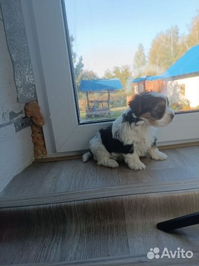 Бивер