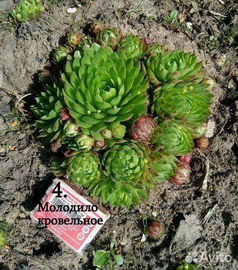 Молодило каменная роза