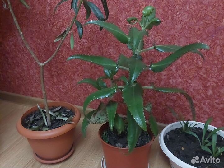 Денежное дерево толстянка. Калонхое лечебное