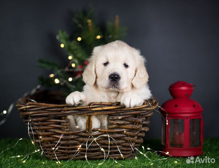 Девочка Золотистый ретривер