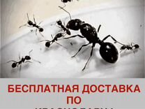 Муравьи Жнецы (Messor structor) и Camponotus vagus