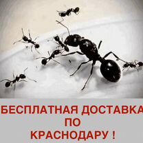 Муравьи Жнецы (Messor structor) и Camponotus vagus