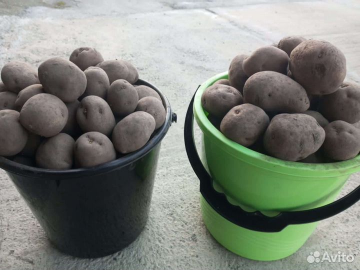 Продам картофель