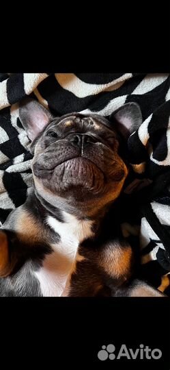 Вязка собак