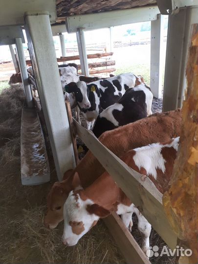 Телята бычки