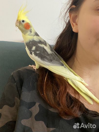 Попугай корелла мальчик (9 мес.)