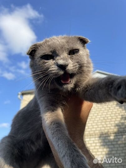 Шотландский котонок вислоухий