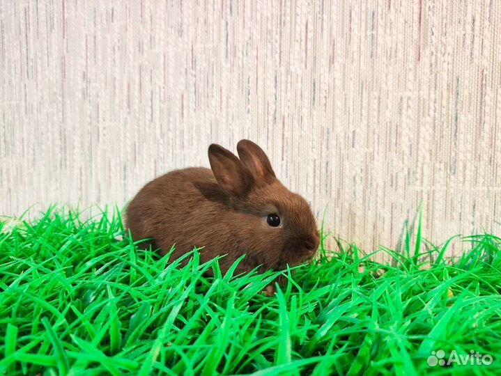 Мини карликовый кролик