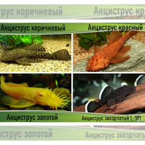 Аквариумные рыбки сомы в ассортименте магазина, Москва