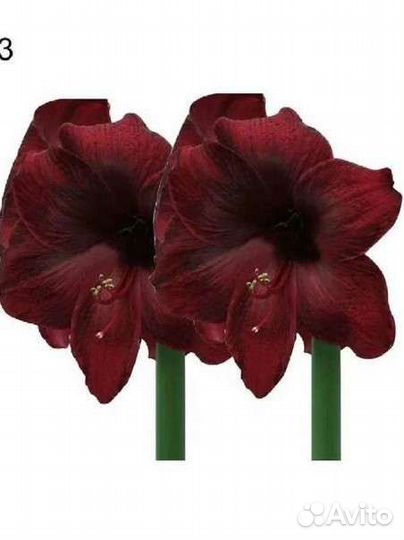 Гиппеаструм амариллис луковицы