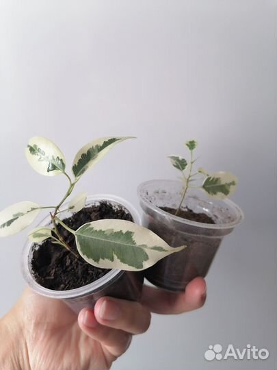 Фикус, хойя, клеродендрум, шлюмбергера