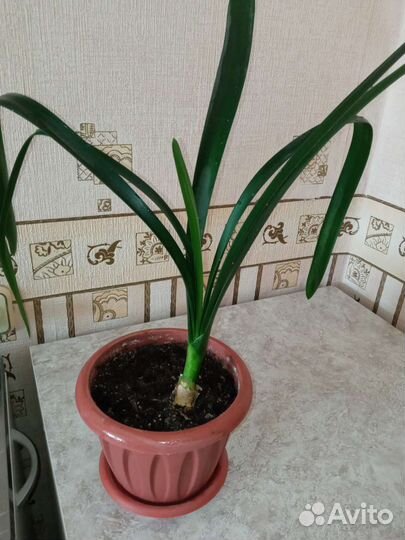 Кливия оранжевая